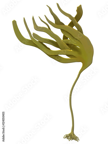 Laminaria photo