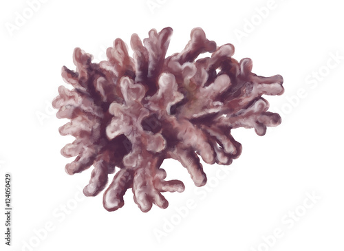 Foto Maerl