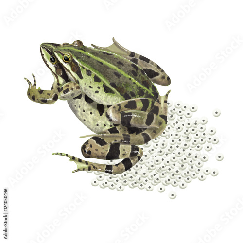 Frog amplexus