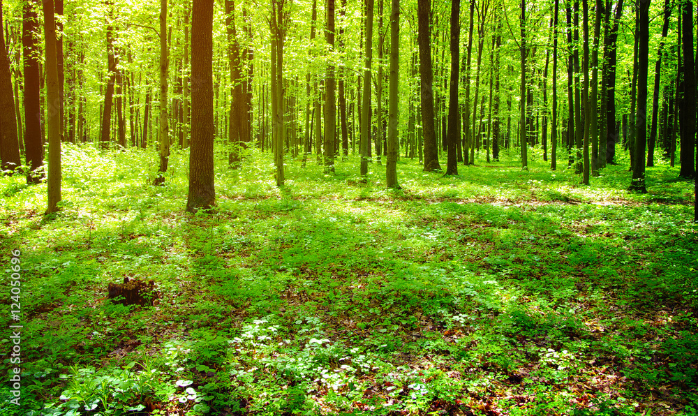 Obraz premium forest landscape