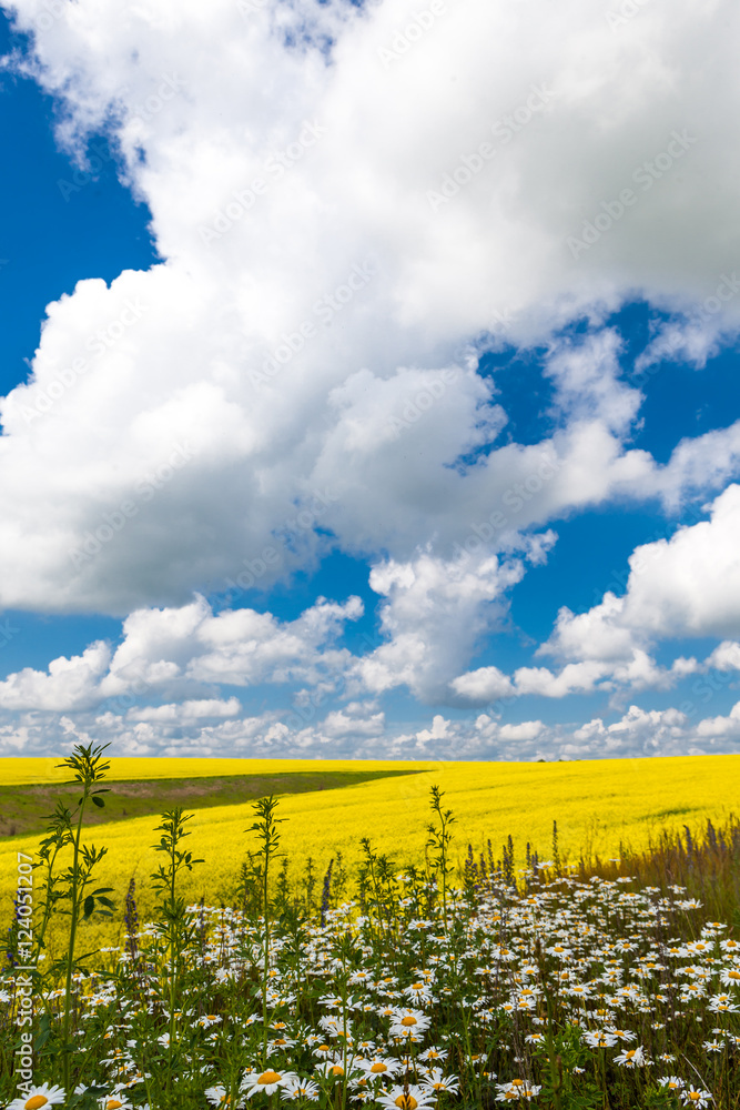 Поле ромашек и цветущей горчицы синее небо облака