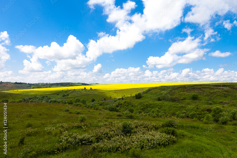 Fototapeta premium Поле ромашек и цветущей горчицы синее небо облака