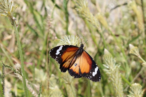Kleiner Monarch mit offenen Flügeln im Northern Territory in Australien © tourpics_net
