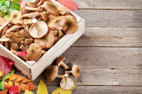 Autumn food. Mushrooms