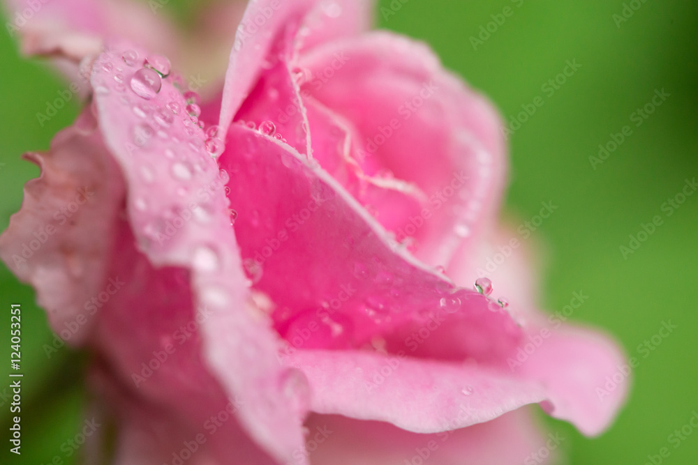 Close-up macro photograph of a pink rose after a rain on a green background. Shallow depth of field. Close-up macro photograph of a pink rose after a rain on a green background. Shallow depth of field.