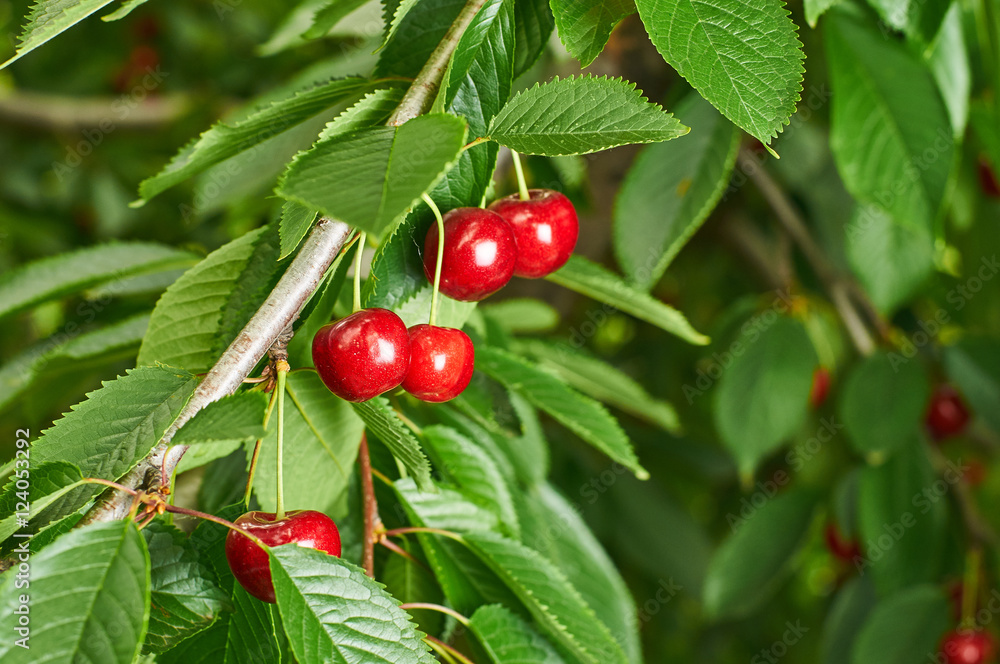 Ripe cherries growing on a tree. Delicious and sweet red berries. Many benefits and vitamins in sweet cherry. Ripe cherries growing on a tree. Delicious and sweet red berries. Many benefits and vitamins in sweet cherry.