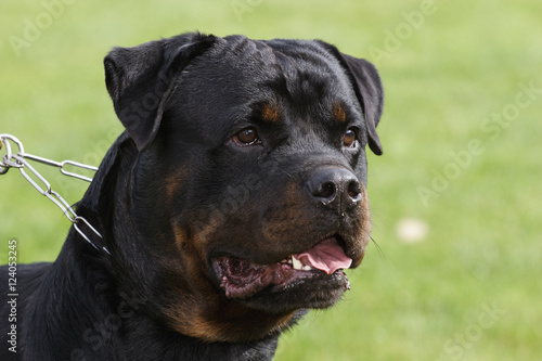 Rottweiler dog portrait outdoors