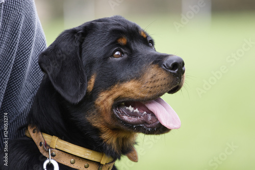 Rottweiler dog portrait outdoors