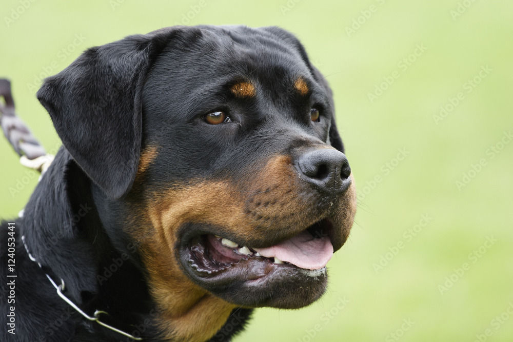 Rottweiler dog portrait outdoors Rottweiler dog portrait outdoors