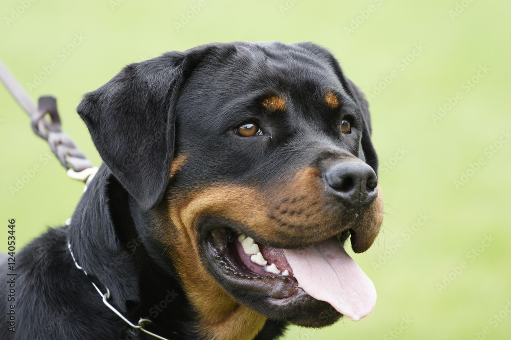 Rottweiler dog portrait outdoors