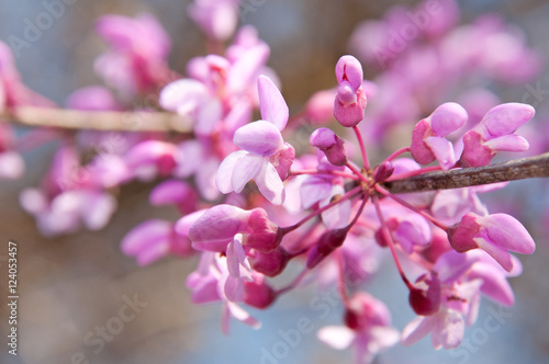 Konstfotografi Closeup of Eastern Redbud flowers in bloom