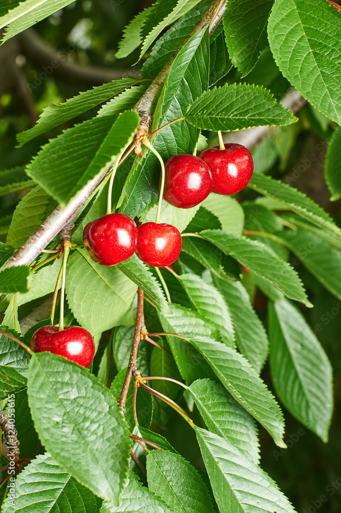 Ripe cherries growing on a tree. Delicious and sweet red berries. Many benefits and vitamins in sweet cherry.
Ripe cherries growing on a tree. Delicious and sweet red berries. Many benefits and vitamins in sweet cherry.