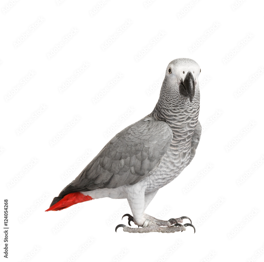 Fototapeta premium Gray parrot Jaco on a white background