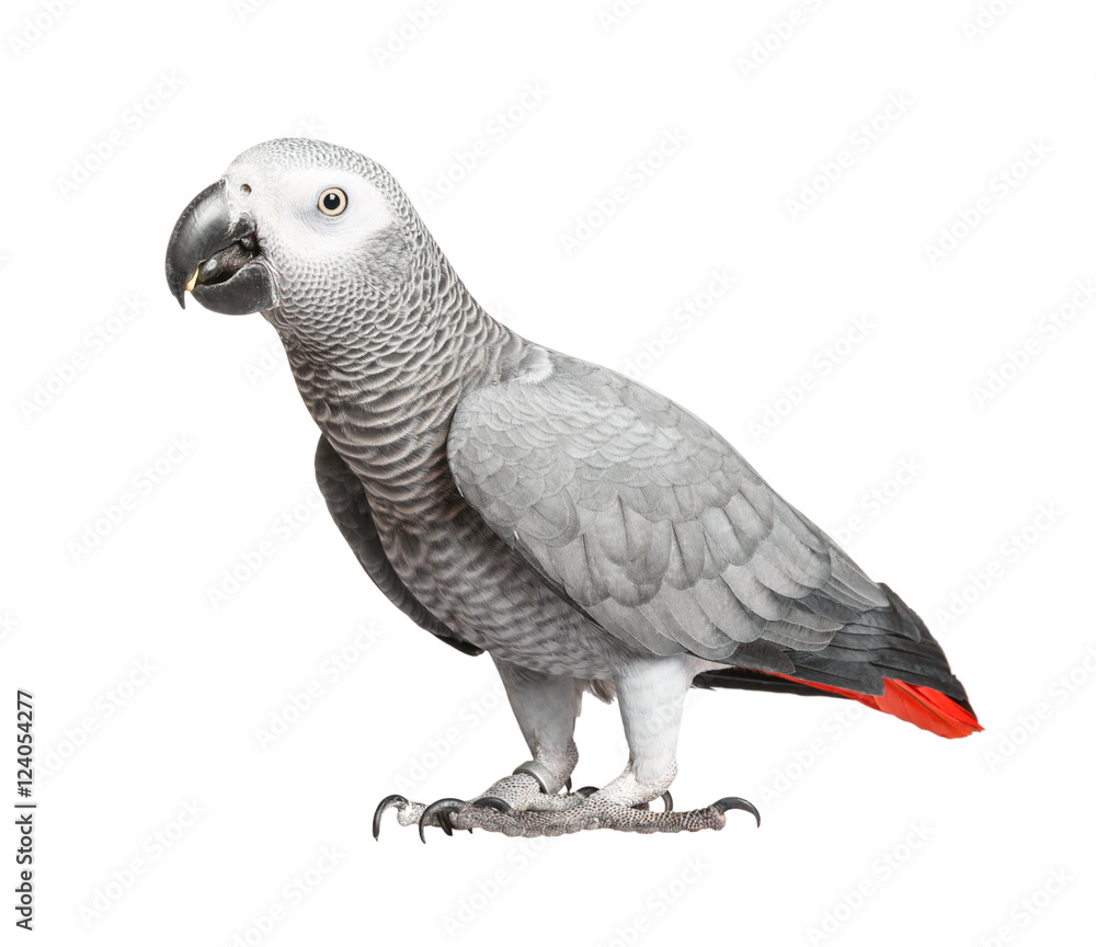 Obraz premium Gray parrot Jaco on a white background