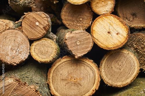 Lots of beautiful firewood in the cut. Felled trees. A pile of trees on the ground.