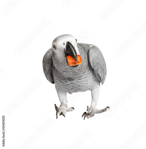 Gray parrot Jaco on a white background photo