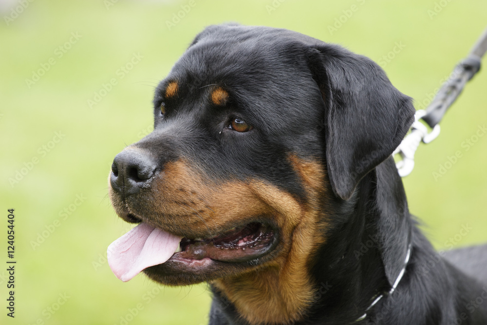 Rottweiler dog portrait outdoors Rottweiler dog portrait outdoors