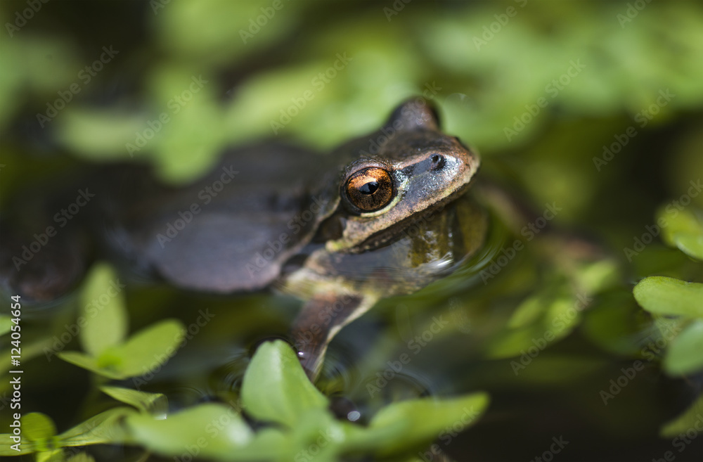 Pacific tree frog (Pseudacris regilla) in a pond; Astoria, Oregon, United States of America Pacific tree frog (Pseudacris regilla) in a pond; Astoria, Oregon, United States of America