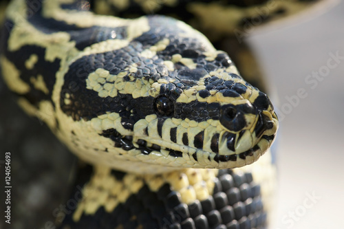 Jungle Carpet Python (Morelia Spilota Cheynei); California, United States Of America photo