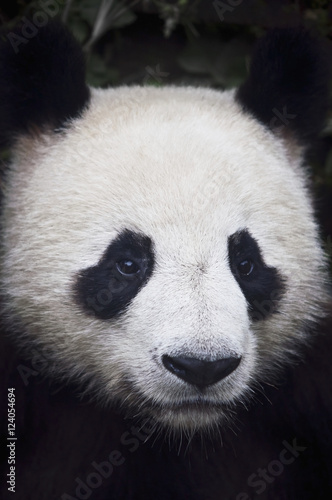 Valokuva Portrait of panda (ailuropoda melanoleuca);China
