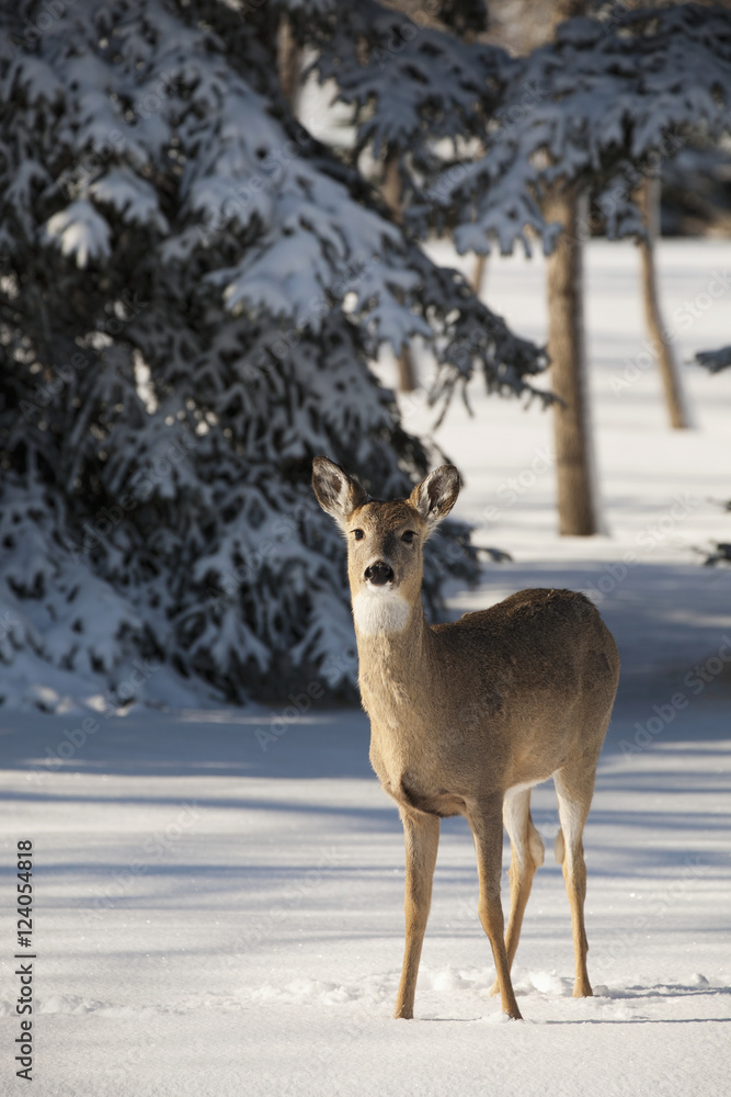 Young Deer In Snow Covered Forest With Evergreen Tree In The Background Covered With Snow; Calgary, Alberta, Canada Young Deer In Snow Covered Forest With Evergreen Tree In The Background Covered With Snow; Calgary, Alberta, Canada