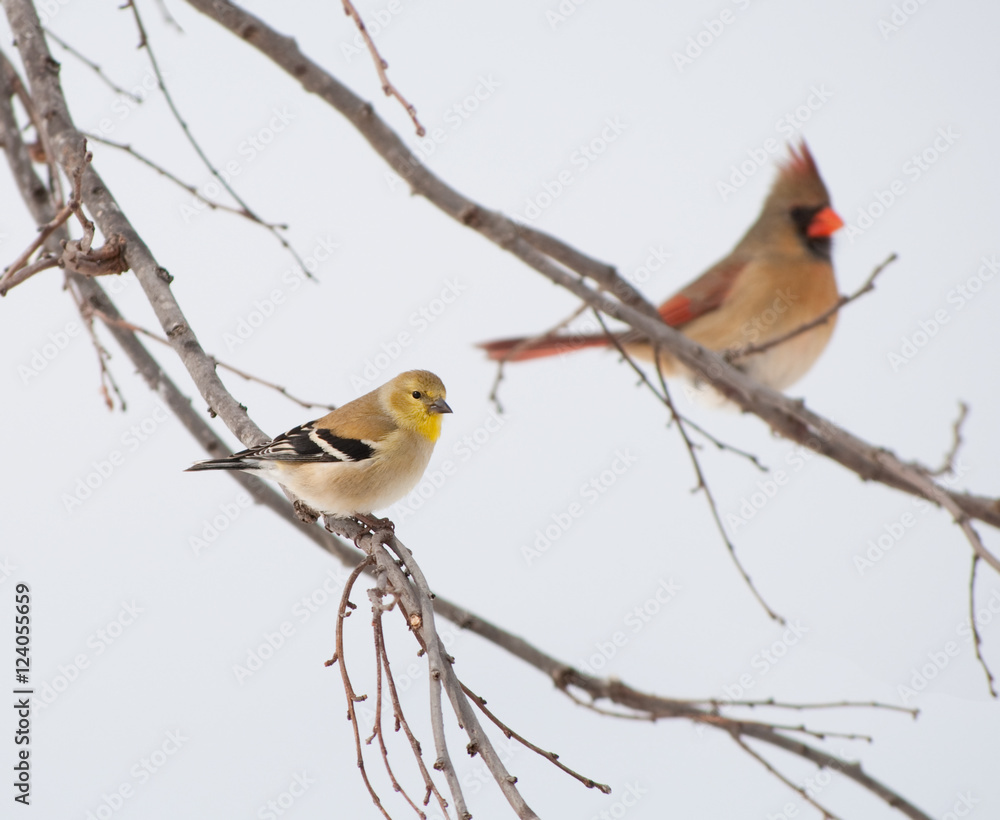 American Goldfinch, Spinus tristis, in its winter plumage, perched on a Persimmon tree, with a female Northern Cardinal on background