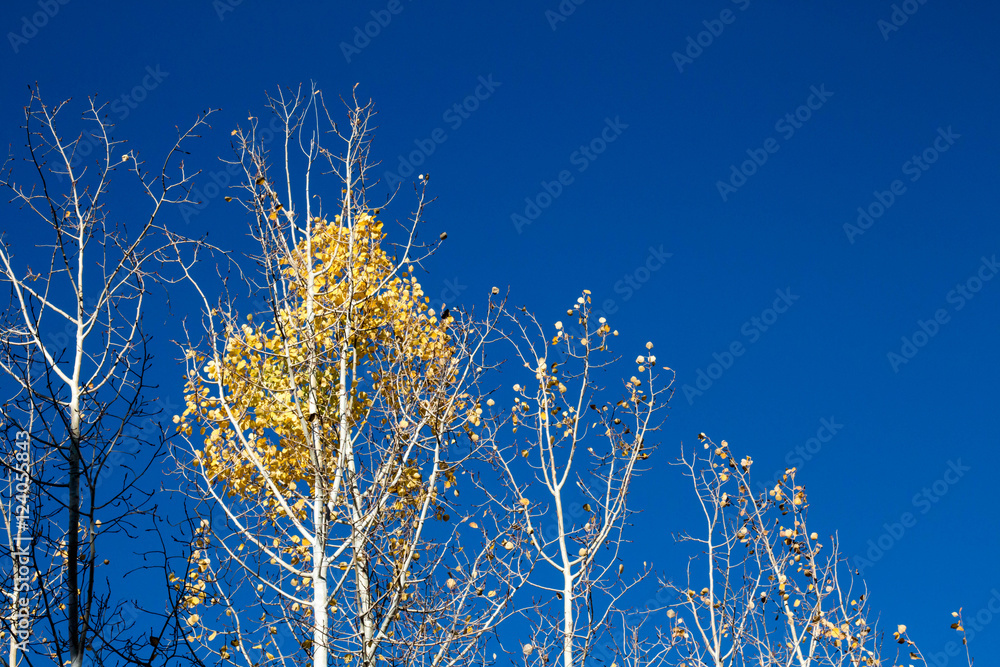 Barren aspen treetops in the autumn
