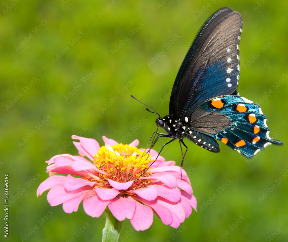 Brilliant iridescent Green Swallowtail feeding on a pink flower against green background Brilliant iridescent Green Swallowtail feeding on a pink flower against green background