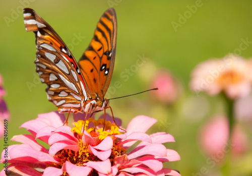 Front view of a beautiful, colorful Gulf Fritillary butterfly feeding on a pink flower
