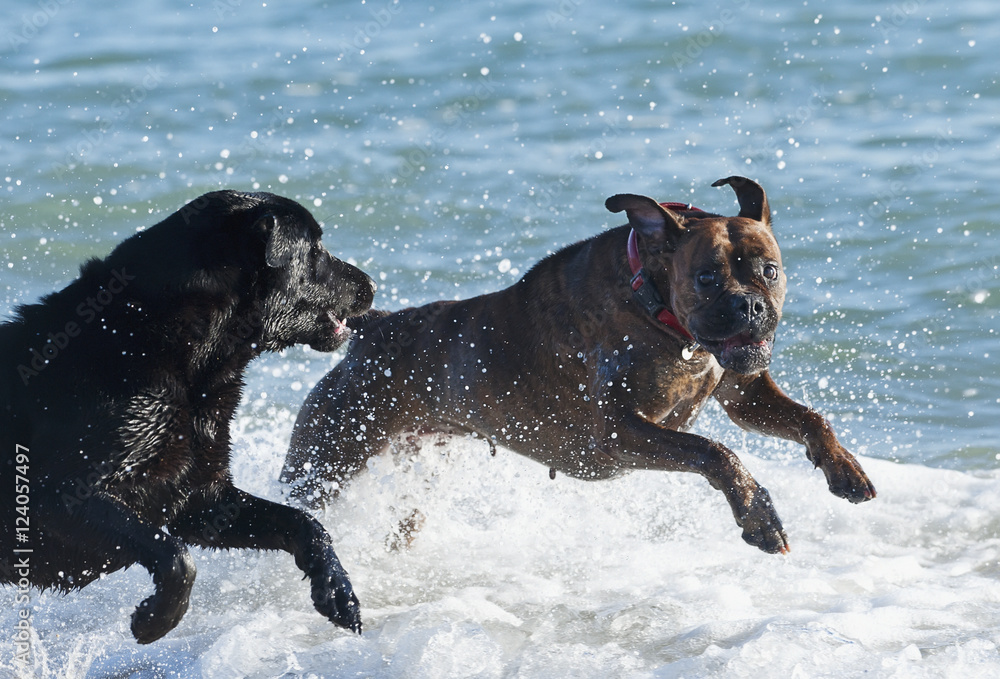Pair Of Dogs Playing In Surf; Tarifa, Spain Pair Of Dogs Playing In Surf; Tarifa, Spain