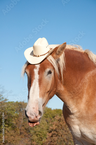 Comical image of a handsome Belgian Draft horse wearing a cowboy hat,  sticking his tongue out Stock Photo | Adobe Stock