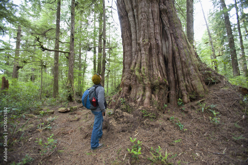 A Man Looks Up At Giant Redwood In Cougar Annie's Garden; Boat Basin, Vancouver Island, British Columbia, Canada A Man Looks Up At Giant Redwood In Cougar Annie's Garden; Boat Basin, Vancouver Island, British Columbia, Canada