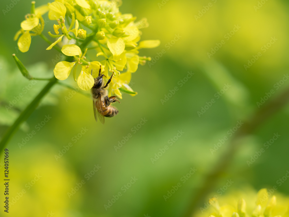 Honey bee on canola flower Honey bee on canola flower