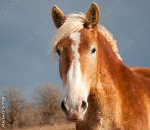 Fototapeta Naklejka Na Ścianę i Meble -  Beautiful Belgian Draft horse in sunlight against dark stormy skies