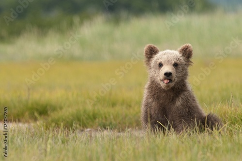 Grizzly bear cub  sticking out its tongue photo