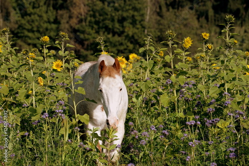 Freiheit, geschecktes Pferd läuft durch Sonnenblumenfeld