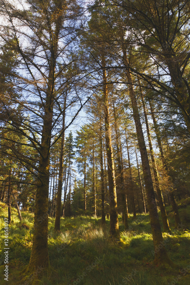 Woodland Scene In Gougane Barra Forest Park; County Cork, Republic of Ireland Woodland Scene In Gougane Barra Forest Park; County Cork, Republic of Ireland
