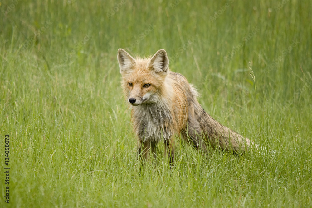 Red Fox (Vulpes Vulpes) In Prince Albert National Park; Saskatchewan, Canada Red Fox (Vulpes Vulpes) In Prince Albert National Park; Saskatchewan, Canada