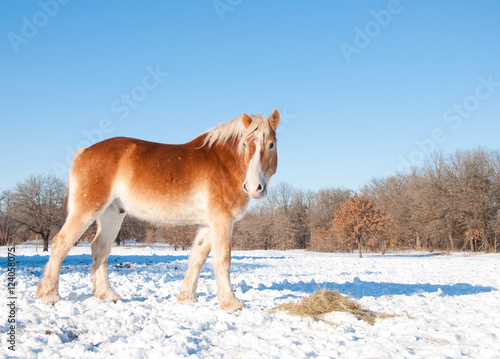 Beautiful blond Belgian Draft horse eating his hay in snow on a bright sunny cold winter day