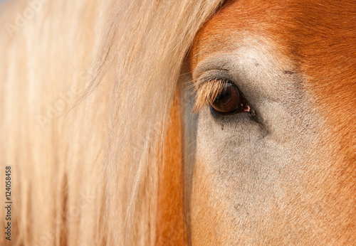 Schilderij op canvas Gentle Eye of a blonde Belgian Draft Horse gelding
