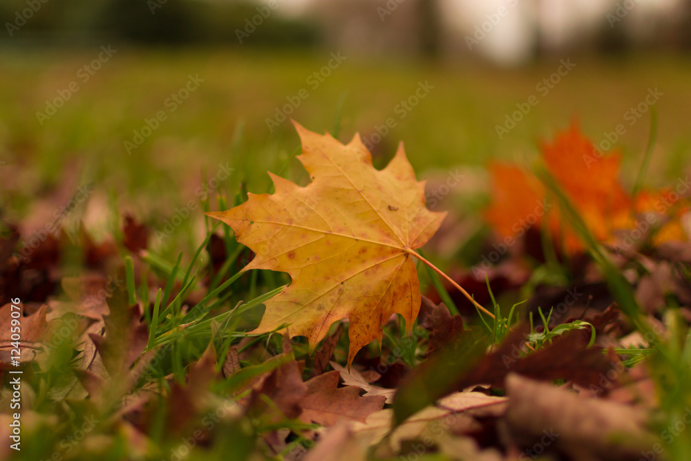 autumn leave  