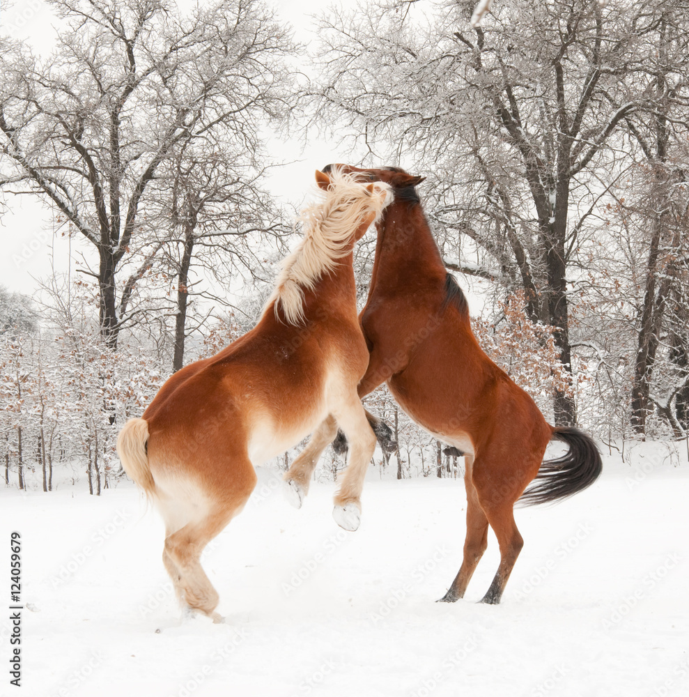 Obraz premium Two horses playing in snow, rearing up