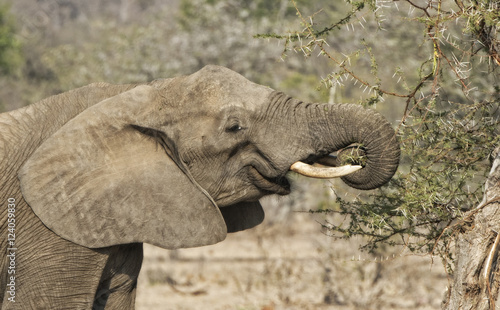 African Elephant eats Branches from an Acacia Tree