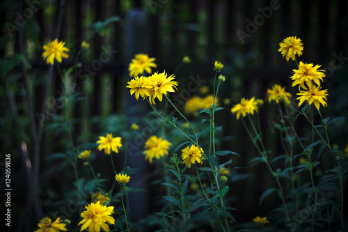 Fototapeta Naklejka Na Ścianę i Meble -  Yellow flowers of Rudbeckia on a dark background