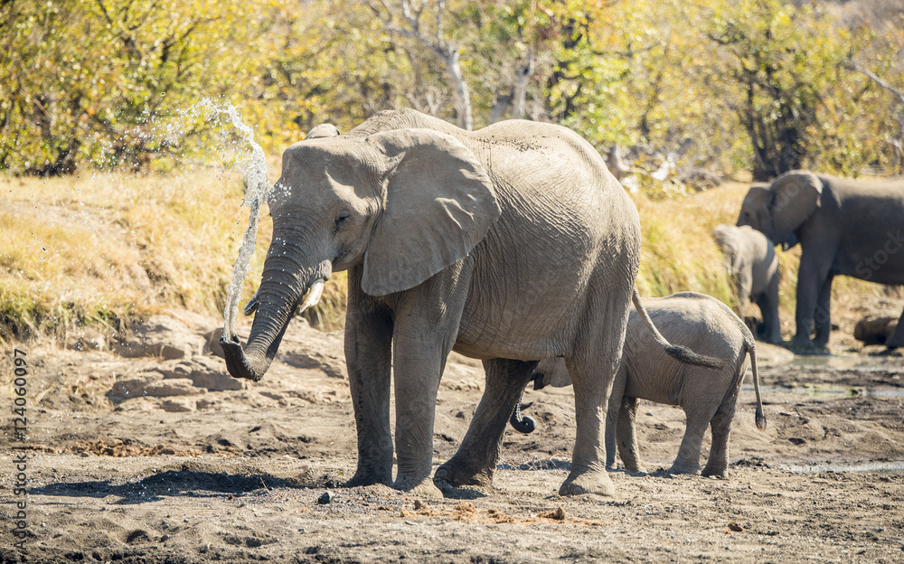 Fototapeta premium African Elephants on a Dry River Bed at a Water Hole in Africa