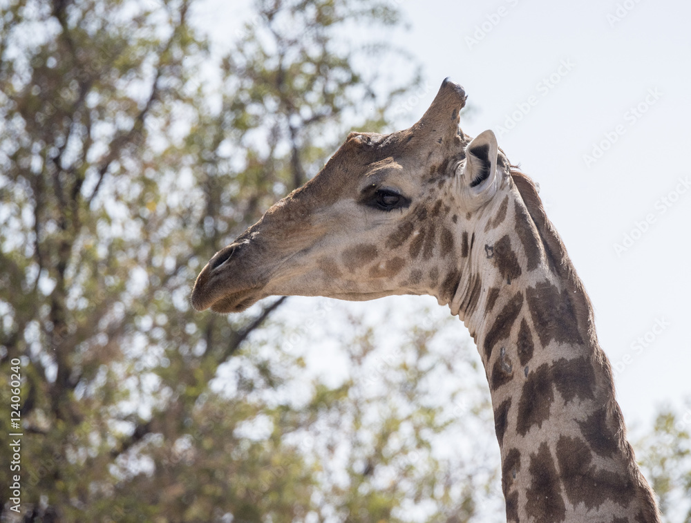 Wild Cape Giraffe (Giraffa giraffa giraffa) Standing in Brush in Africa. Closeup of Head. Wild Cape Giraffe (Giraffa giraffa giraffa) Standing in Brush in Africa. Closeup of Head.