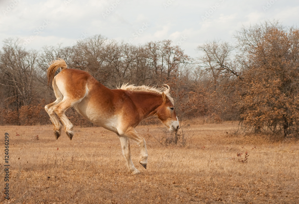Belgian Draft horse bucking while running in a fall pasture Belgian Draft horse bucking while running in a fall pasture