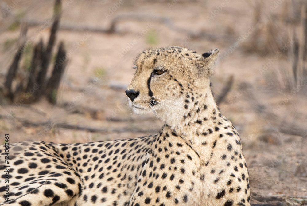 Closeup of a Wild Cheetah (Acinonyx jubatus) Lying on the Ground in Africa Closeup of a Wild Cheetah (Acinonyx jubatus) Lying on the Ground in Africa