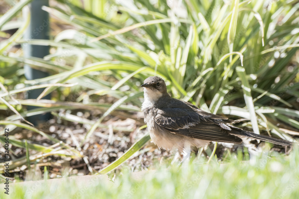 Fototapeta premium Cape Wagtail (Motacilla capensis) in South Africa