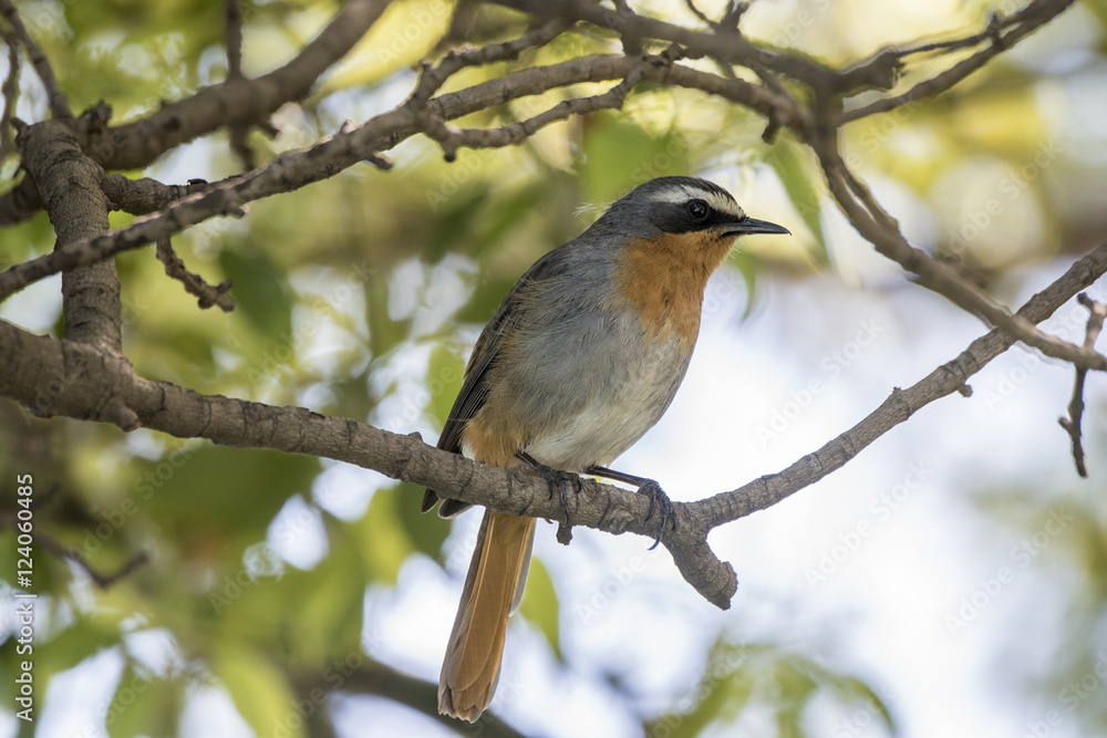 Cape Robin Chat (Cossypha caffra) in South Africa Cape Robin Chat (Cossypha caffra) in South Africa